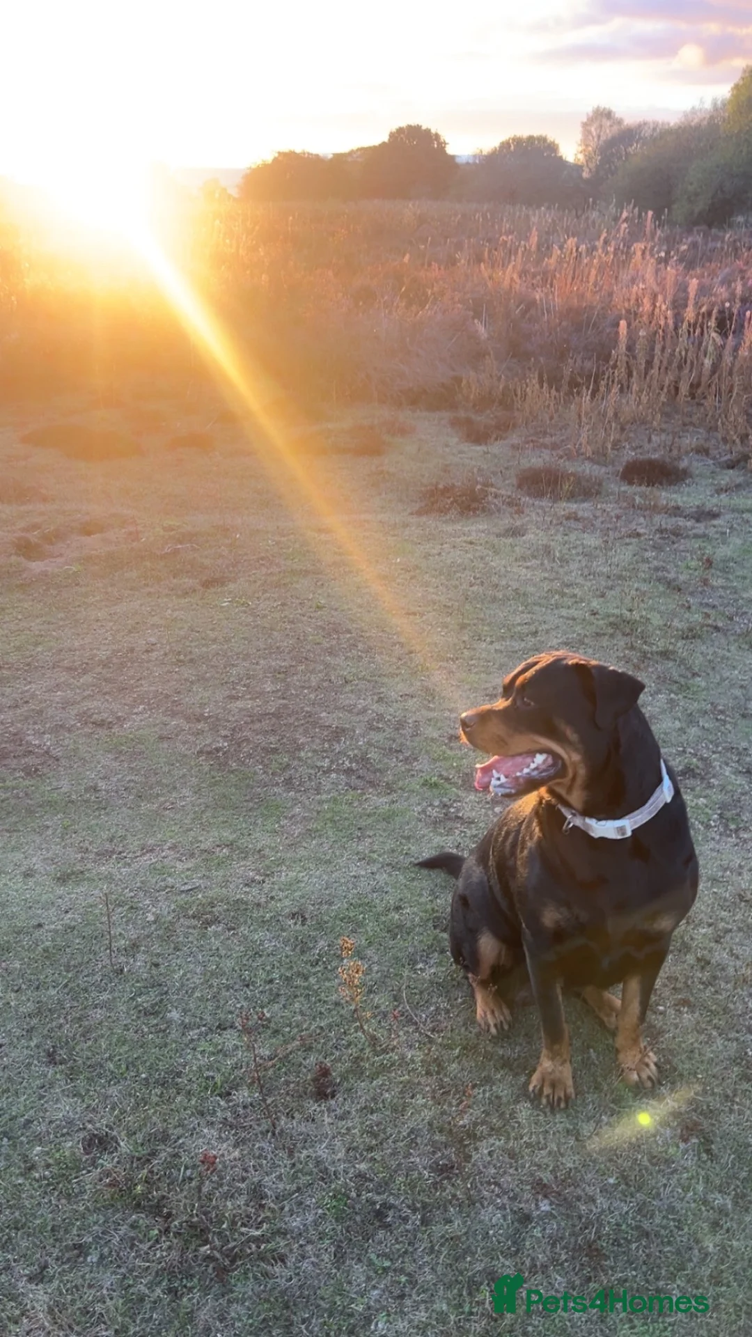 Rottweiler dogs for sale: Stunning Rottweiler Puppies Available  - Advert 2