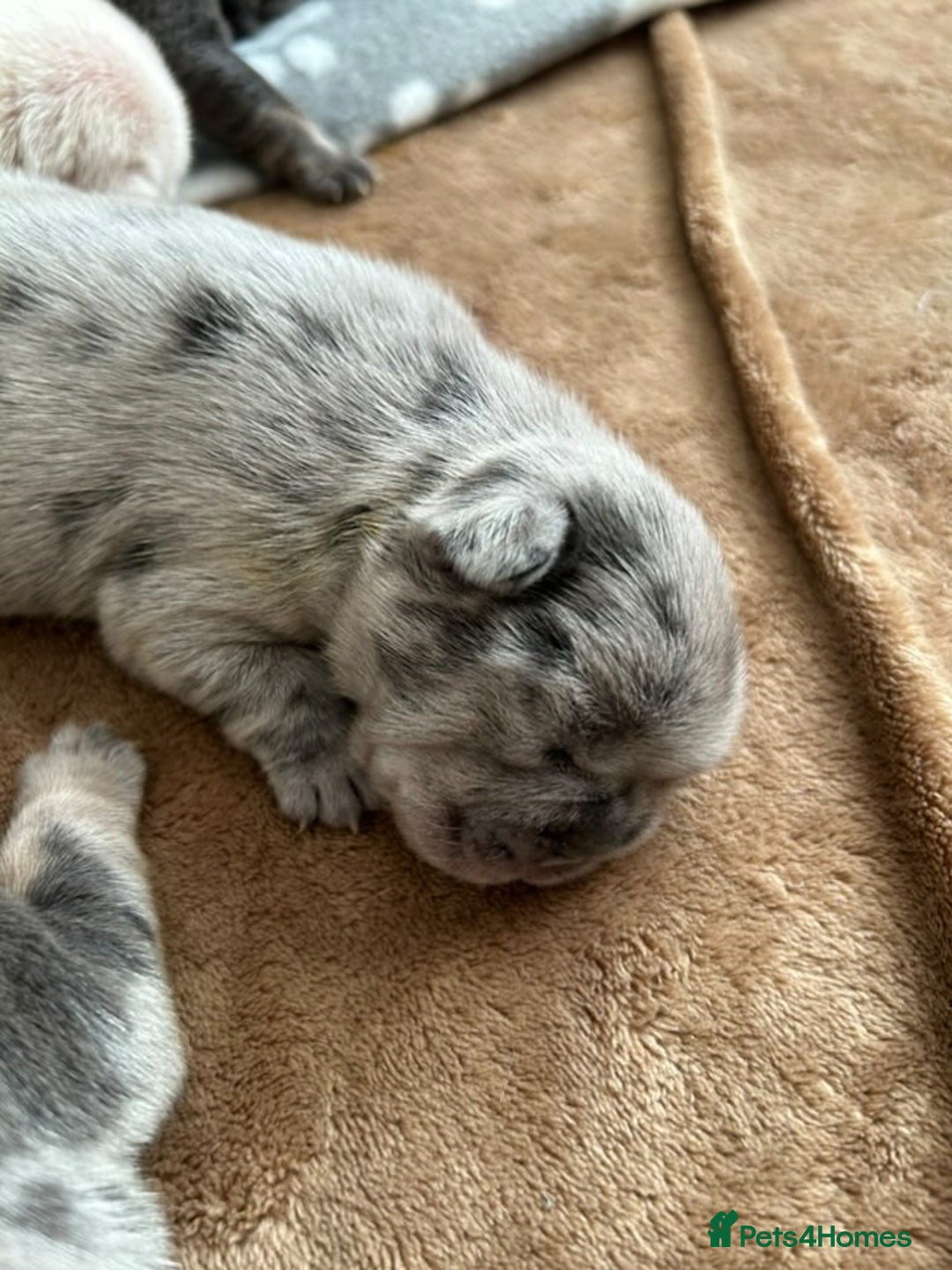 French Bulldog dogs for sale: ⭐️ KC Rope nose frenchies carrying fluffy ⭐️ - Image 12