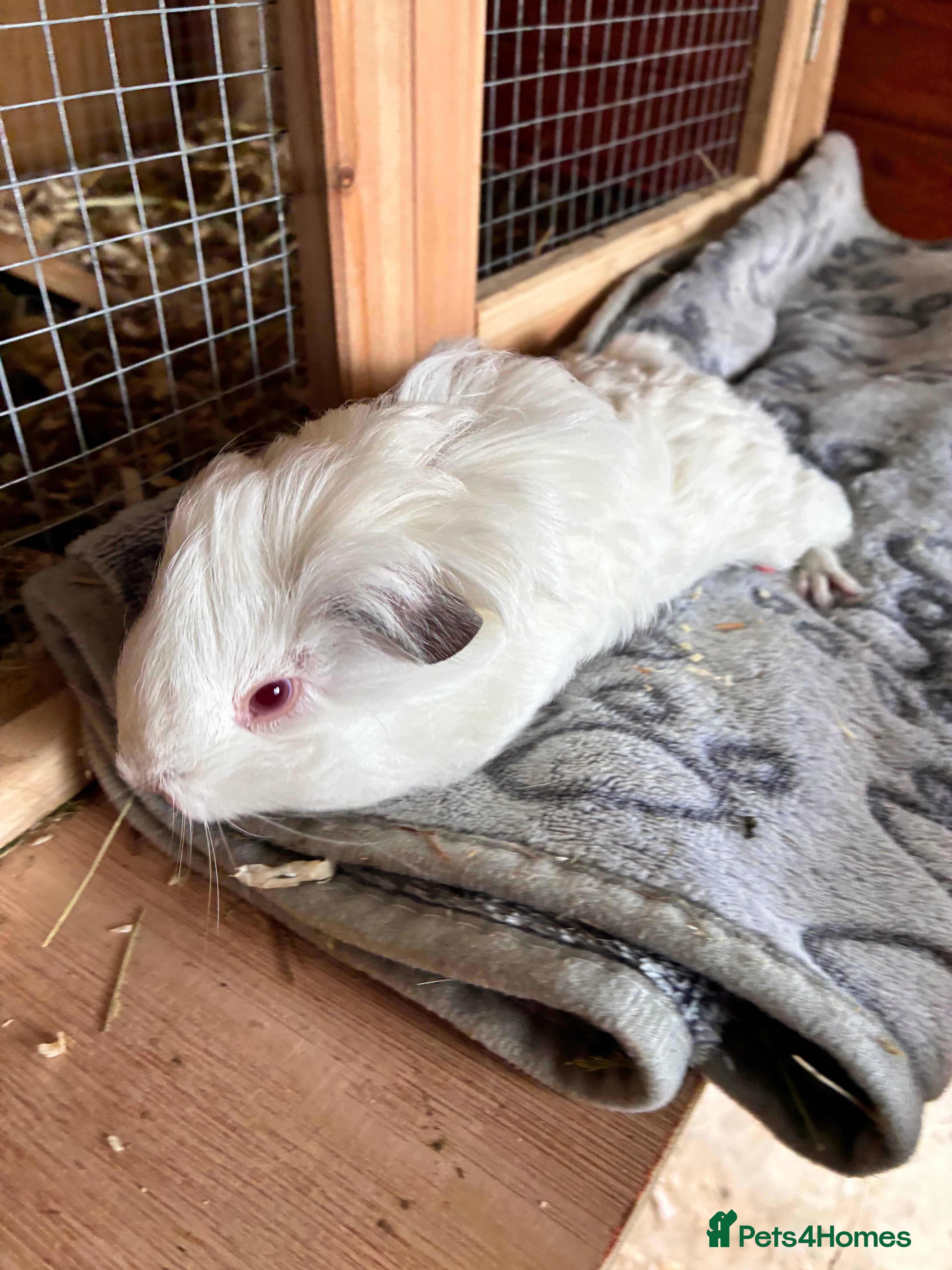 Guinea Pig rodents Baby pigs for sale !  - Advert 19