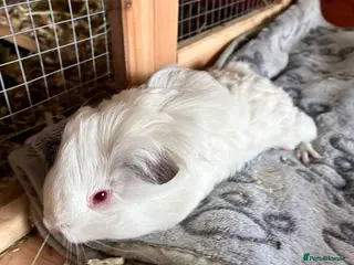 Guinea Pig rodents Baby pigs for sale ! - Advert 19