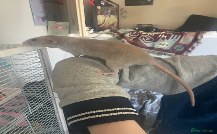 Rat rodents - Advert 1