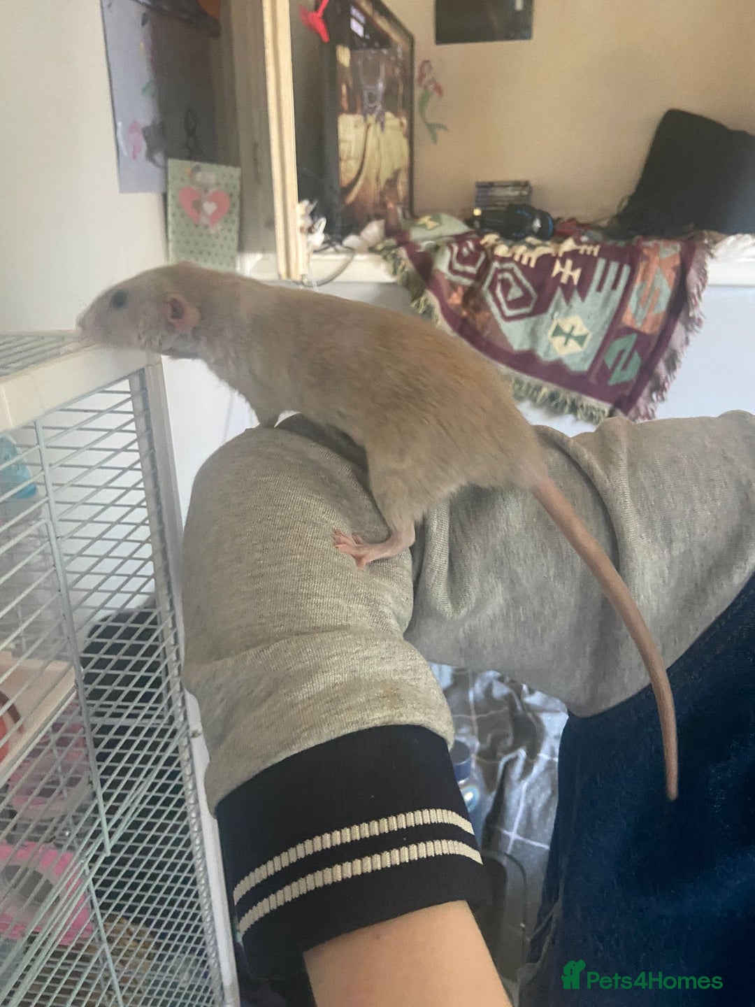 Rat rodents for sale: Two rats - Image 1