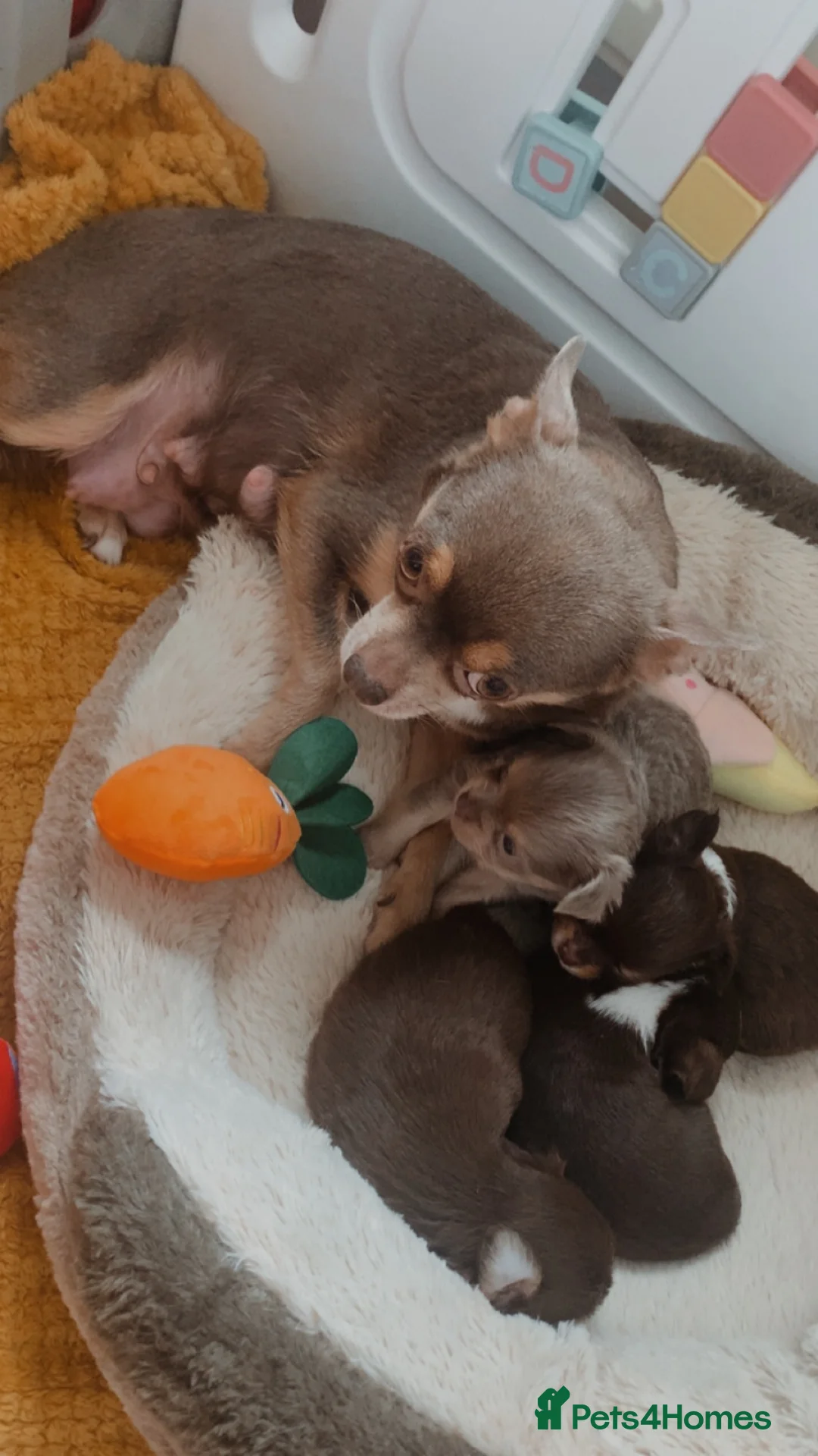 Chihuahua dogs for sale: Chihuahua puppy’s  - Advert 10