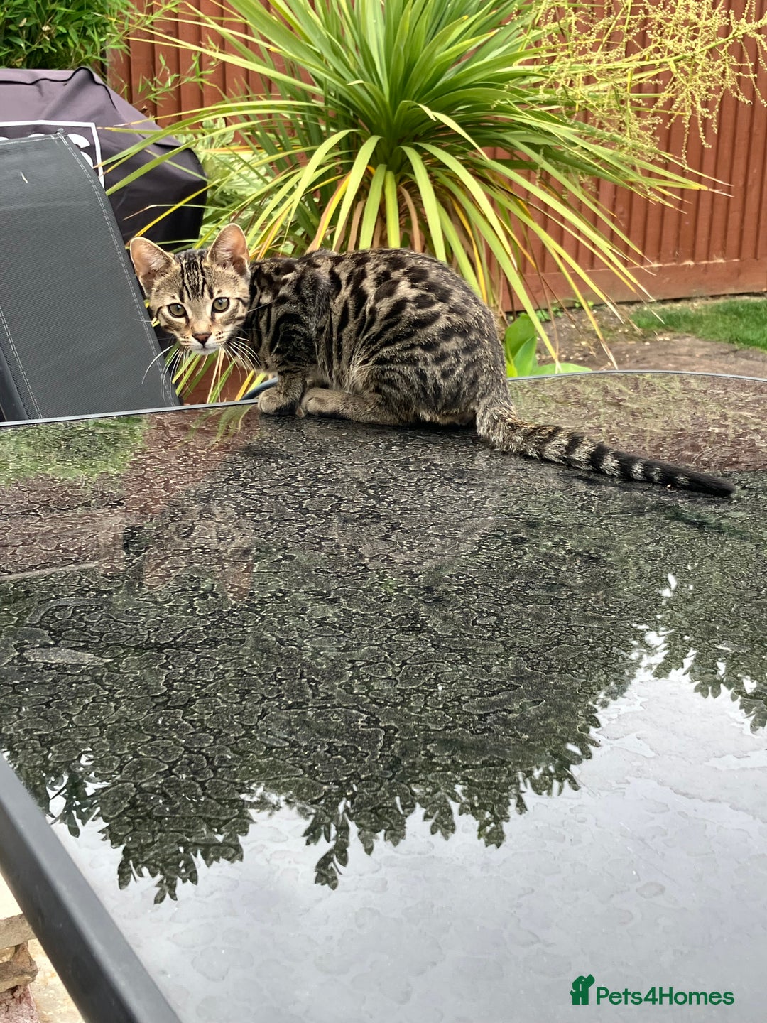 Bengal cats for sale: Beautiful Bengal boy for sale (read full ad) - Image 7