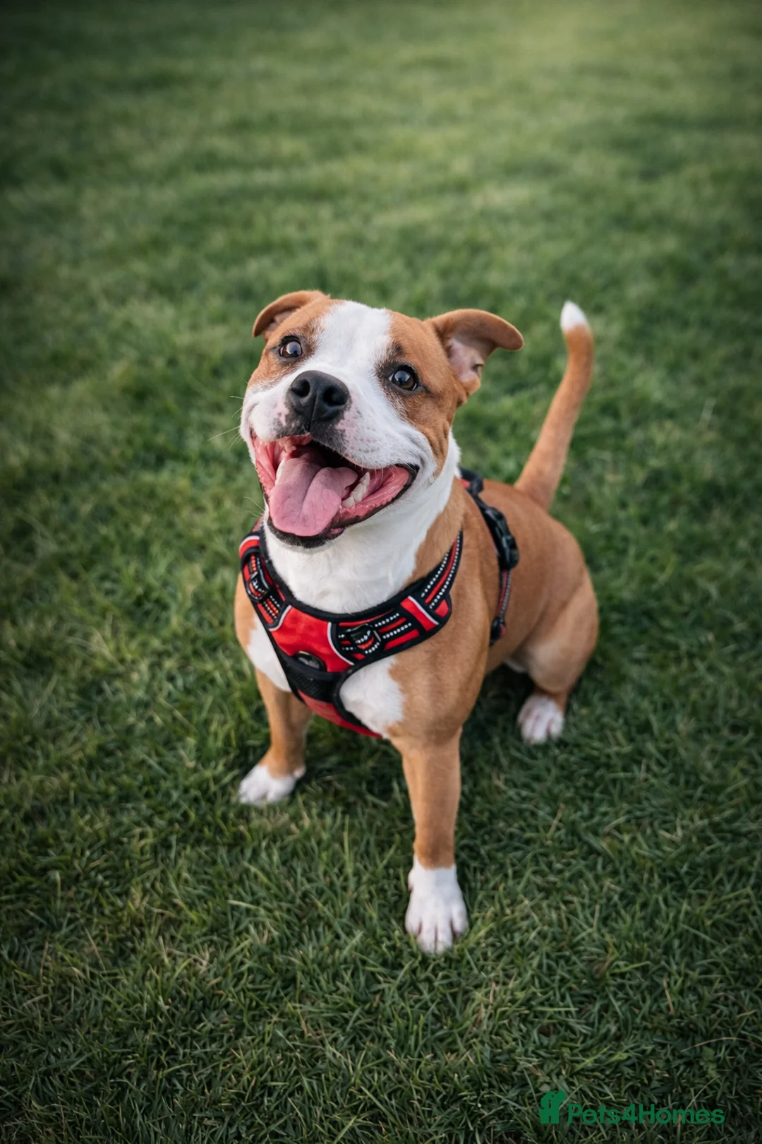 Staffordshire Bull Terrier dogs for stud: 1 year old pure staff for stud  in Sudbury - Advert 1