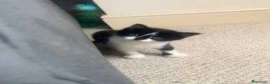 kitten 4