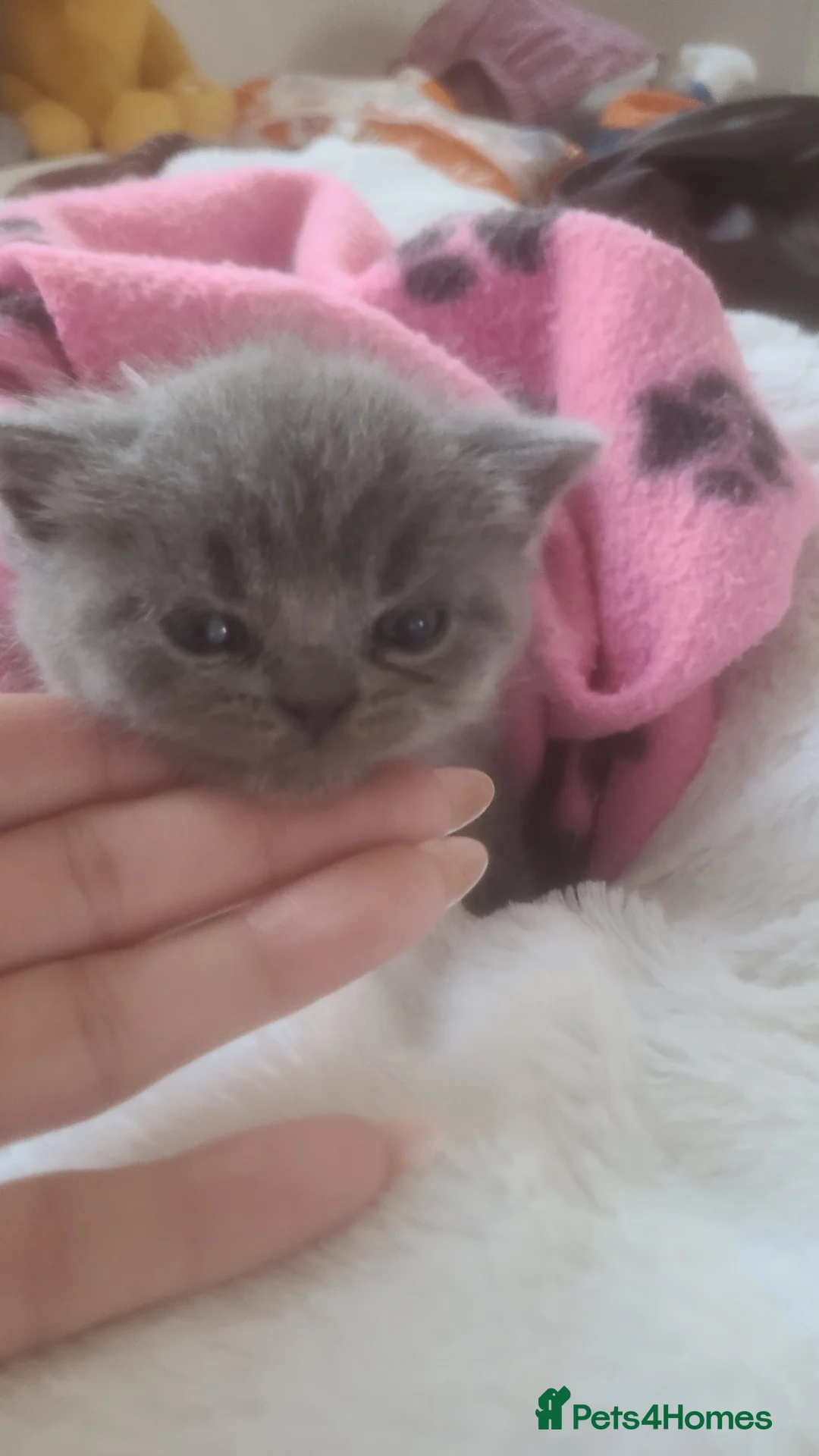British Shorthair cats for sale: Stunning pure bred British blue  - Advert 14