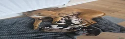 Lurcher dogs for sale: Lurchers in Newbiggin-by-the-Sea - Advert 2