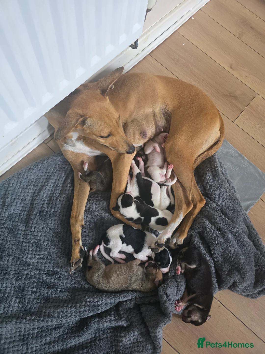 Lurcher dogs for sale: Lurchers in Newbiggin-by-the-Sea - Advert 2