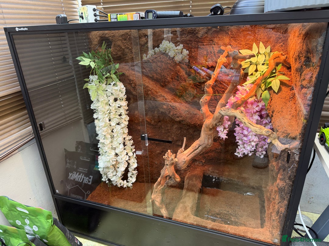 Dragon reptiles for sale: 3 Chinese water dragons 1 male 2 female - Advert 14