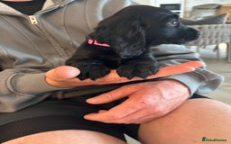 Cocker Spaniel dogs for sale: 3 boys left - Outstanding working cocker spaniels - Image 21