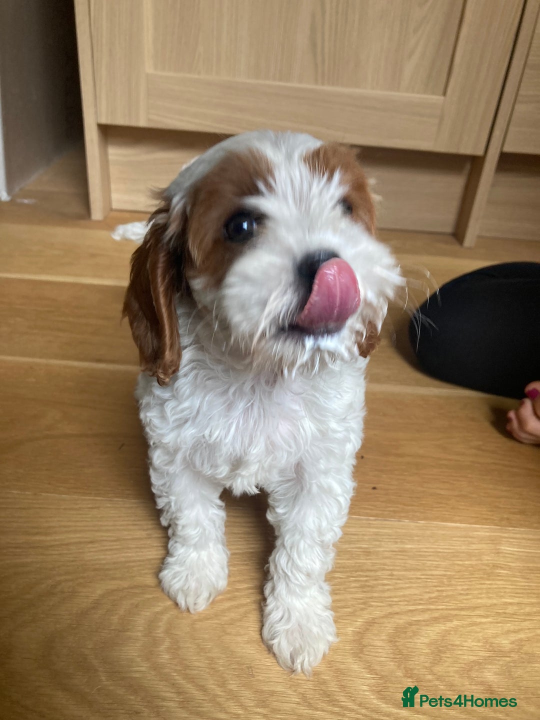 Cavapoo dogs for sale: 8 week old Cavapoo girl - Image 6