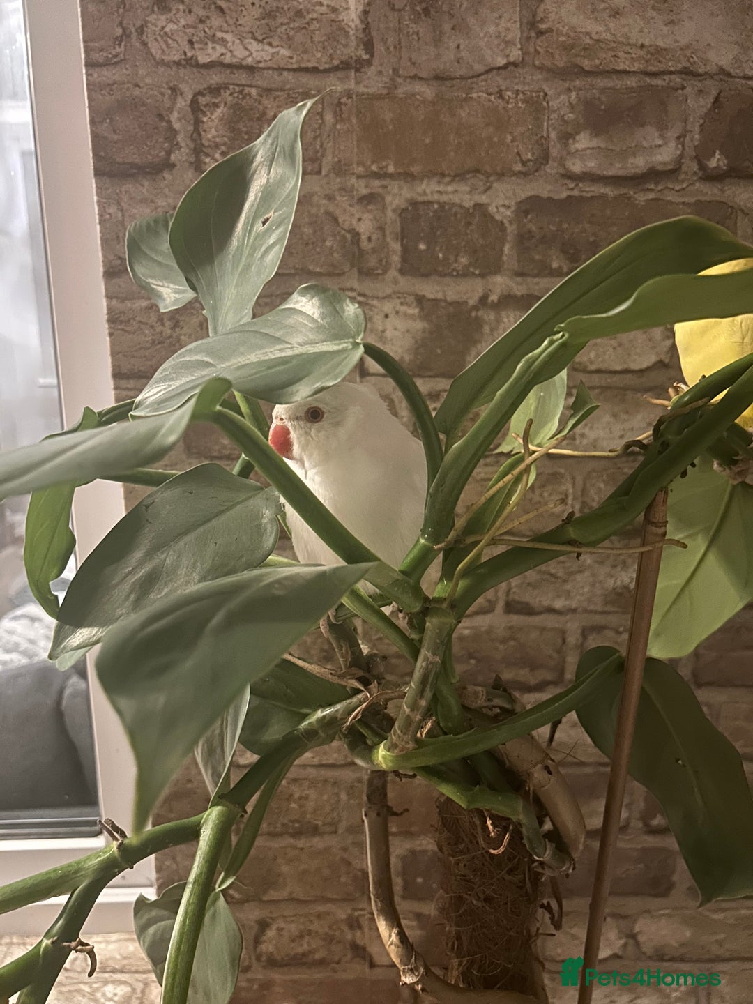 Budgerigars birds for sale: White female Indian Ringneck for sale!!  - Image 1