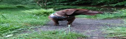 Labrador Retriever dogs for sale: KC Chocolate Labrador from Health Test Parents - Advert 7