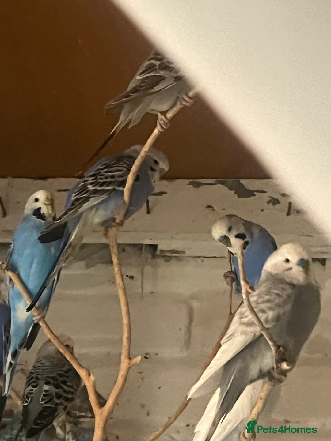 Mixed Breed birds for sale: Budgies for sale - Advert 6