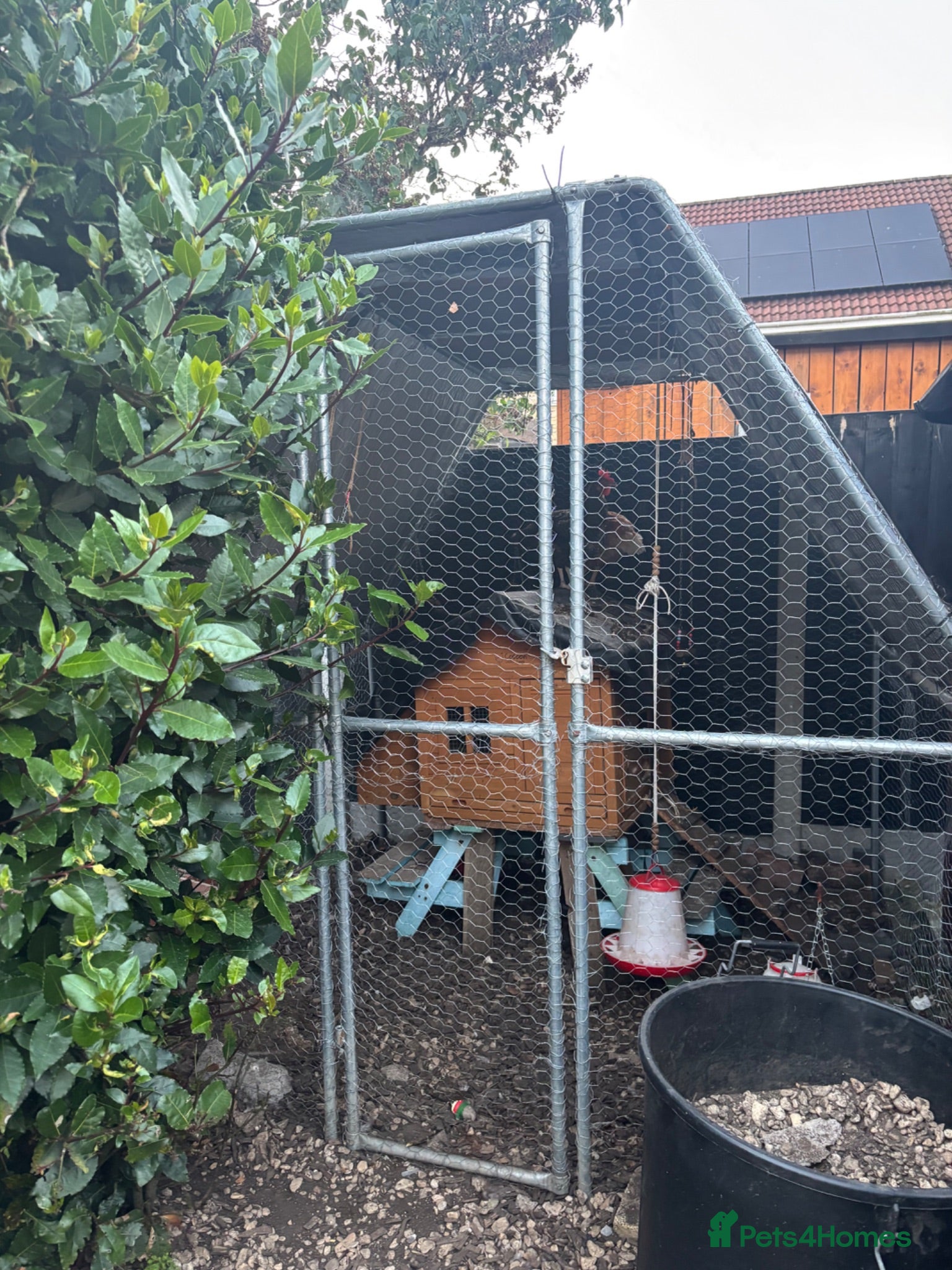 Chickens poultry Full set up and 3 hens for rehoming  - Advert 1