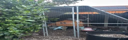 Chickens poultry for sale: Full set up and 3 hens for rehoming  in Shepton Mallet - Advert 1