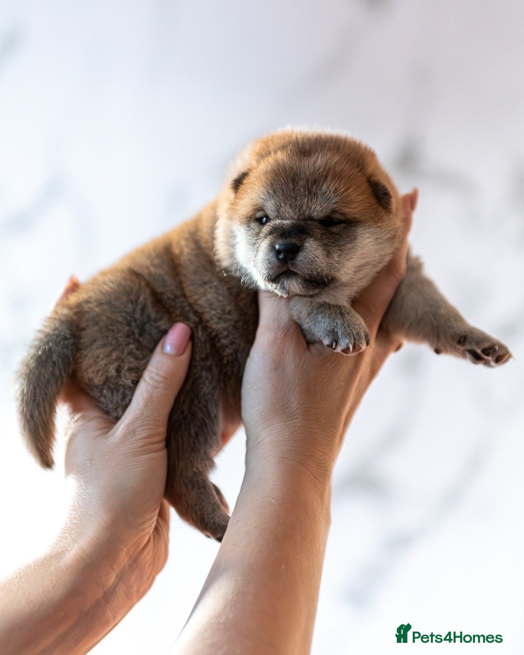 Japanese Shiba Inu dogs for sale: 🐾🏵Original Japanese Shiba inu puppies 🏵🐾 - Advert 10