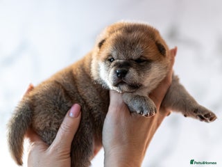 Japanese Shiba Inu dogs 🐾🏵Newborn Shiba inu puppies 🏵🐾 - Advert 3
