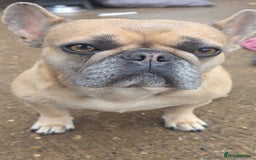 French Bulldog dogs for sale: Stormi is looking for her new sofa - Image 1