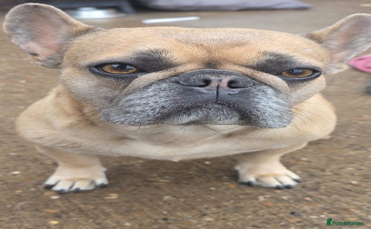 French Bulldog dogs - Advert 13