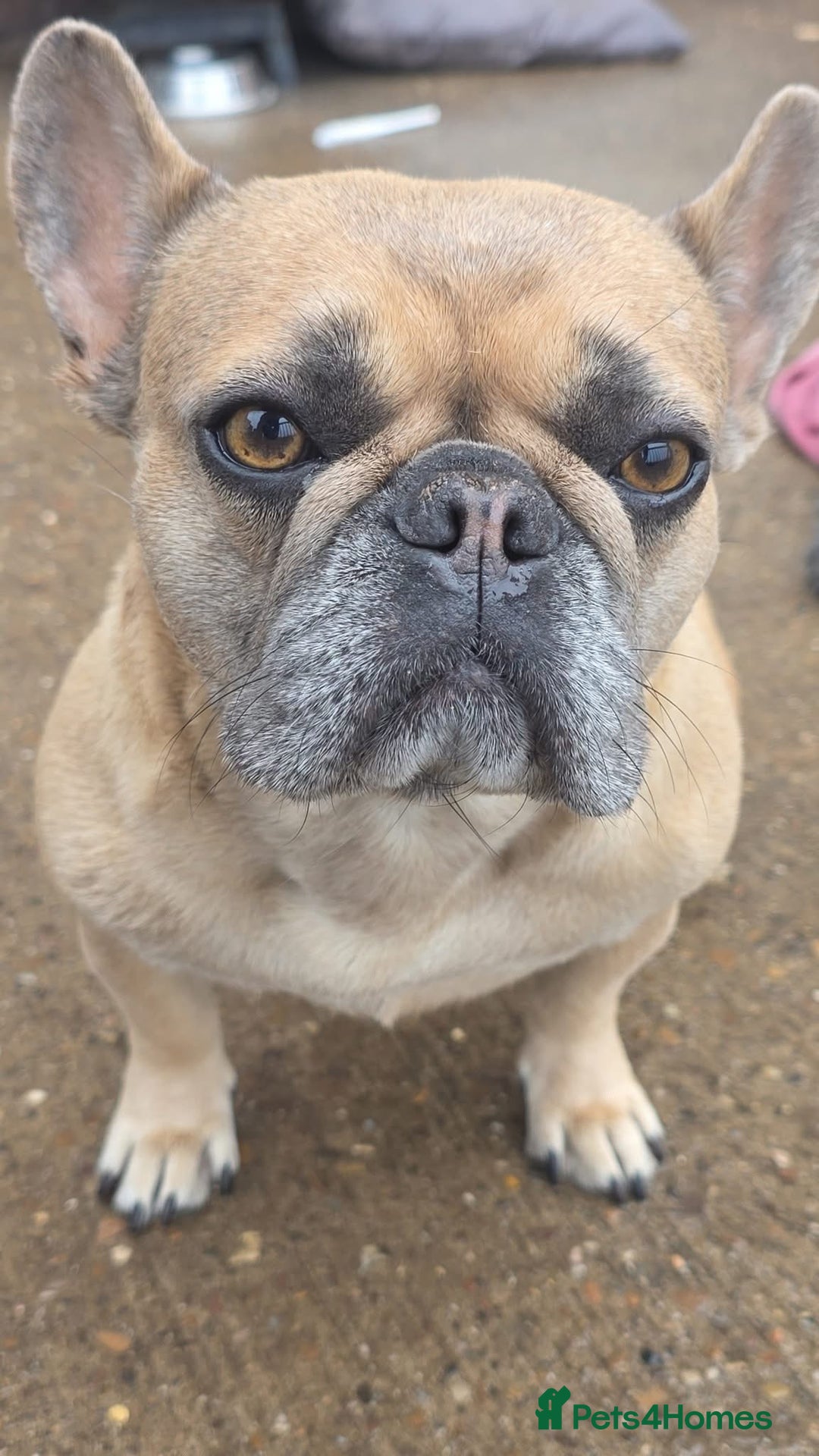 French Bulldog dogs for sale: Stormi is looking for her new sofa - Image 1