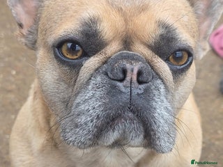 French Bulldog dogs - Advert 33
