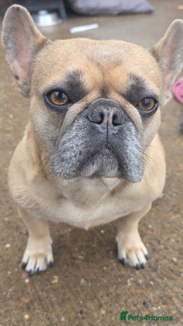 French Bulldog dogs - Advert 2