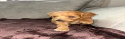Cockapoo dogs for sale: Beautiful cockapoo puppies  in Montrose - Advert 5