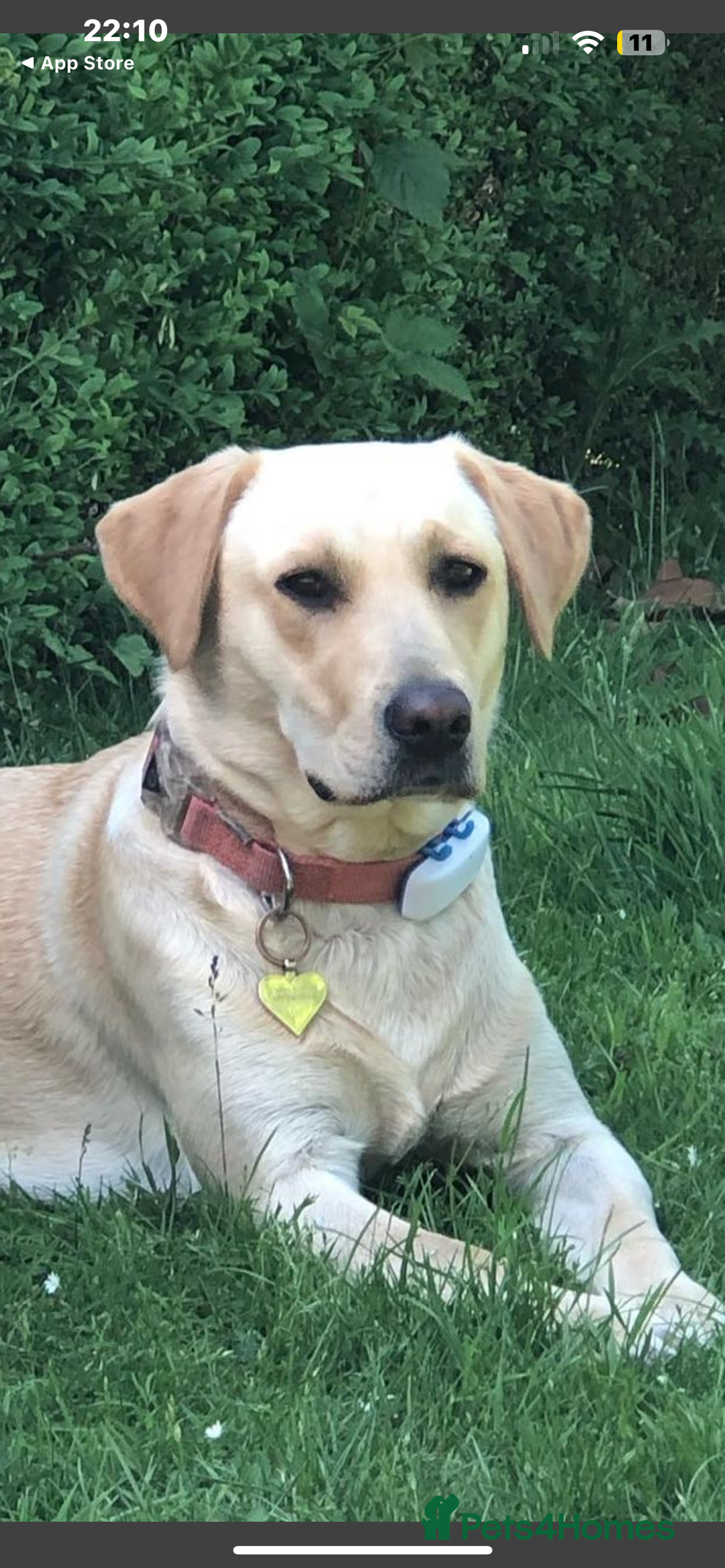 Labrador Retriever dogs for sale: X2 Female Farm dogs  - Image 8