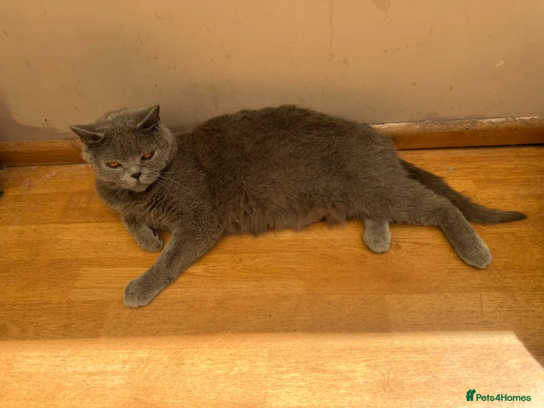 British Shorthair cats for sale: Calm Natured British Shorthair Female - Advert 3
