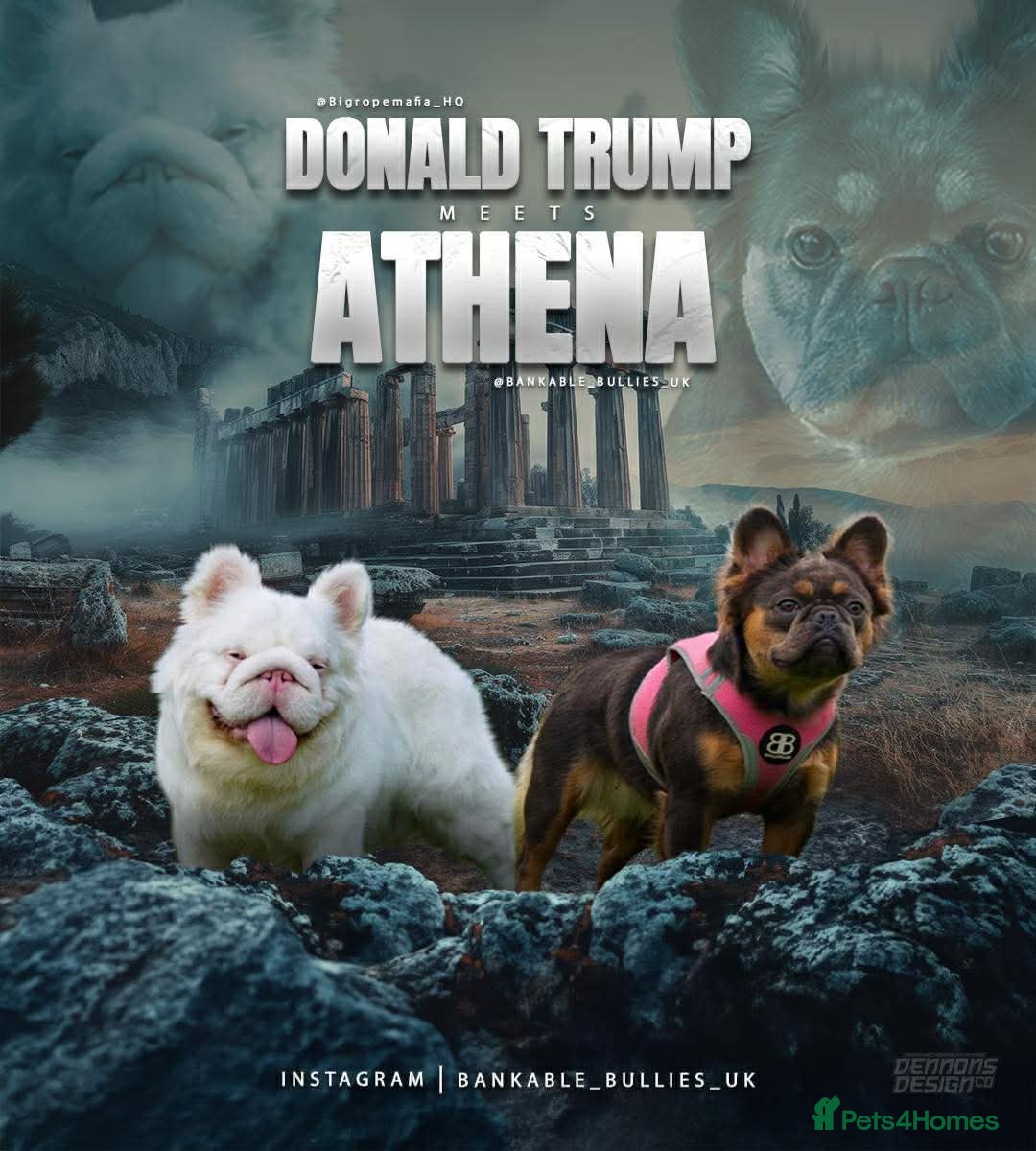 French Bulldog dogs Top quality fluffy Frenchbulldogs - Advert 2