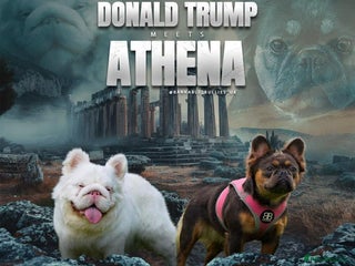 French Bulldog dogs Top quality fluffy Frenchbulldogs - Advert 16