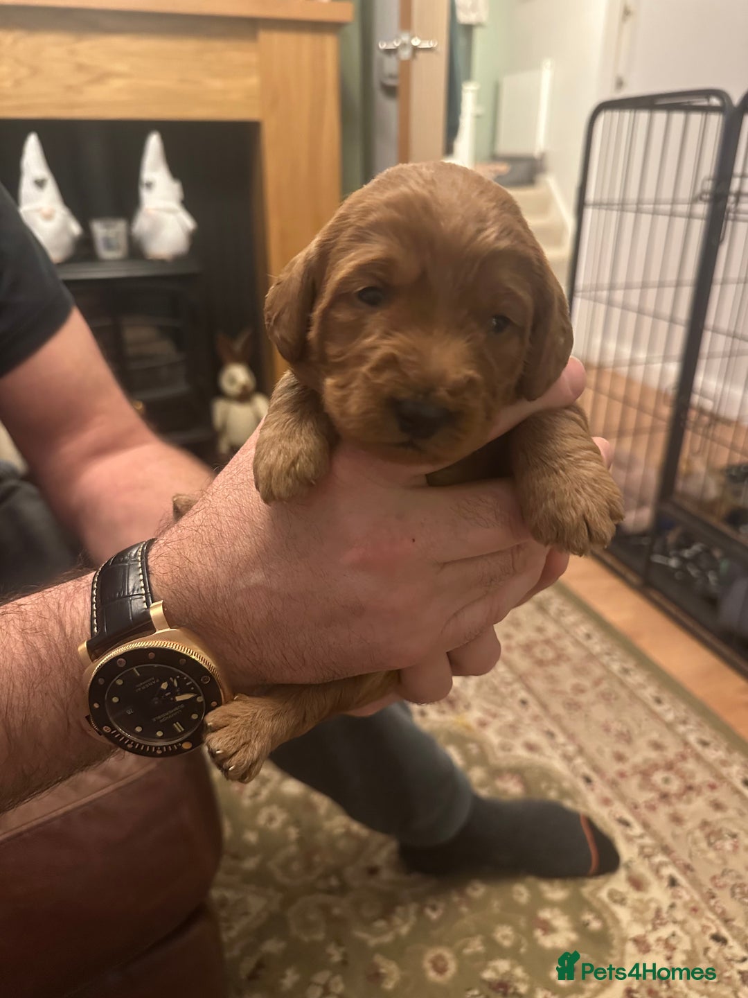 Labradoodle dogs for sale: Miniature F1 Labradoodles  - Advert 33