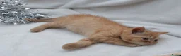 Persian cats for sale: (1 LEFT) Adorable Purebred Persian Kittens!!! - Advert 6