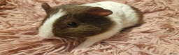 Guinea Pig rodents for sale: 5 beautiful gineapigs 4 boys 1 girl available now - Advert 1
