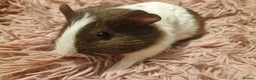 Guinea Pig rodents for sale:  beautiful gineapigs 4 boys available  - Advert 1