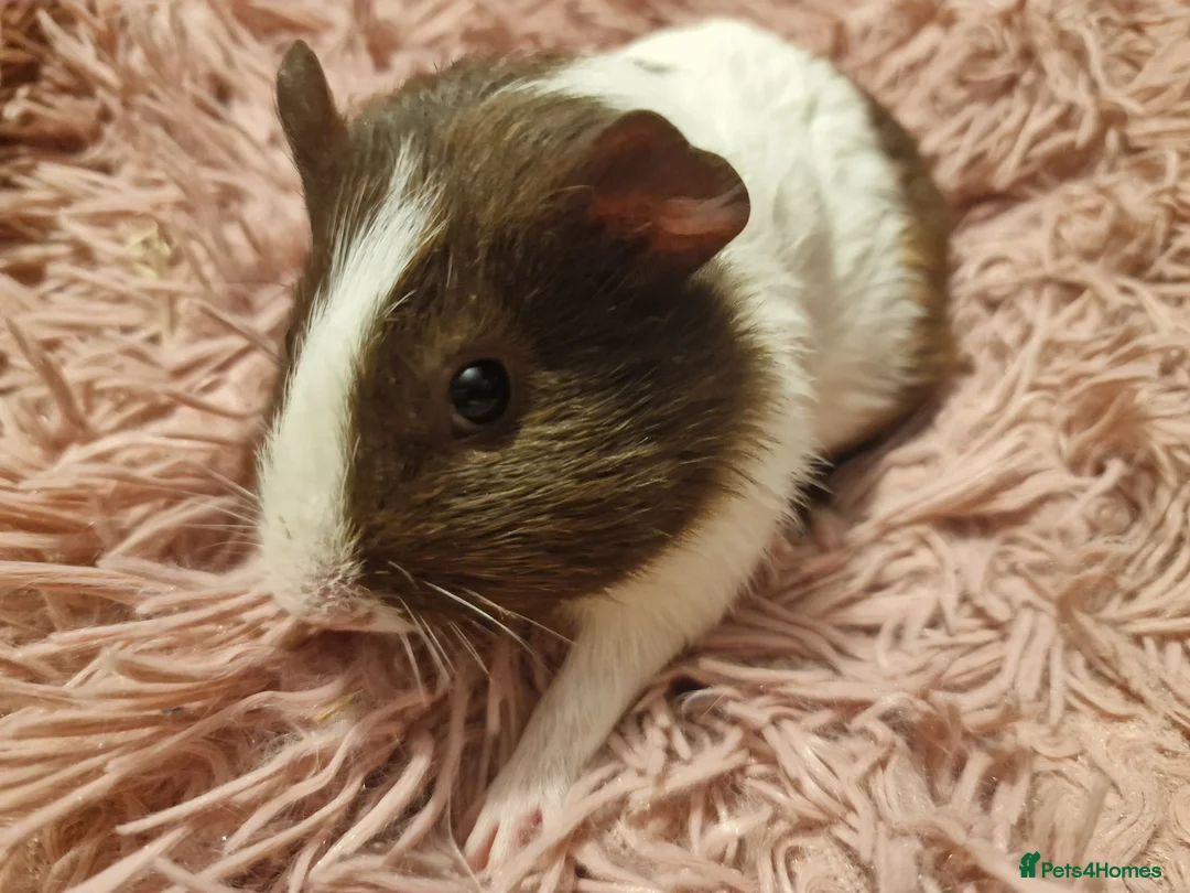 Guinea Pig rodents for sale:  beautiful gineapigs 4 boys available  - Advert 1