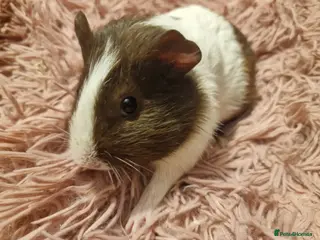 Guinea Pig rodents beautiful gineapigs 4 boys available - Advert 20