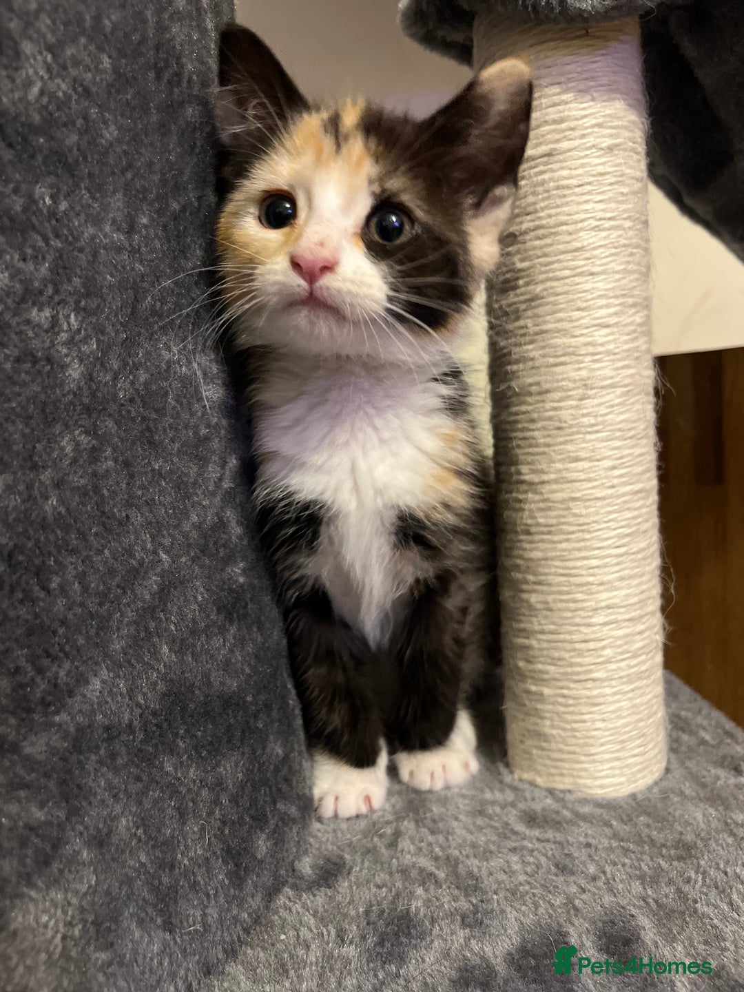 Domestic Shorthair cats for sale: Trixie  - Advert 3