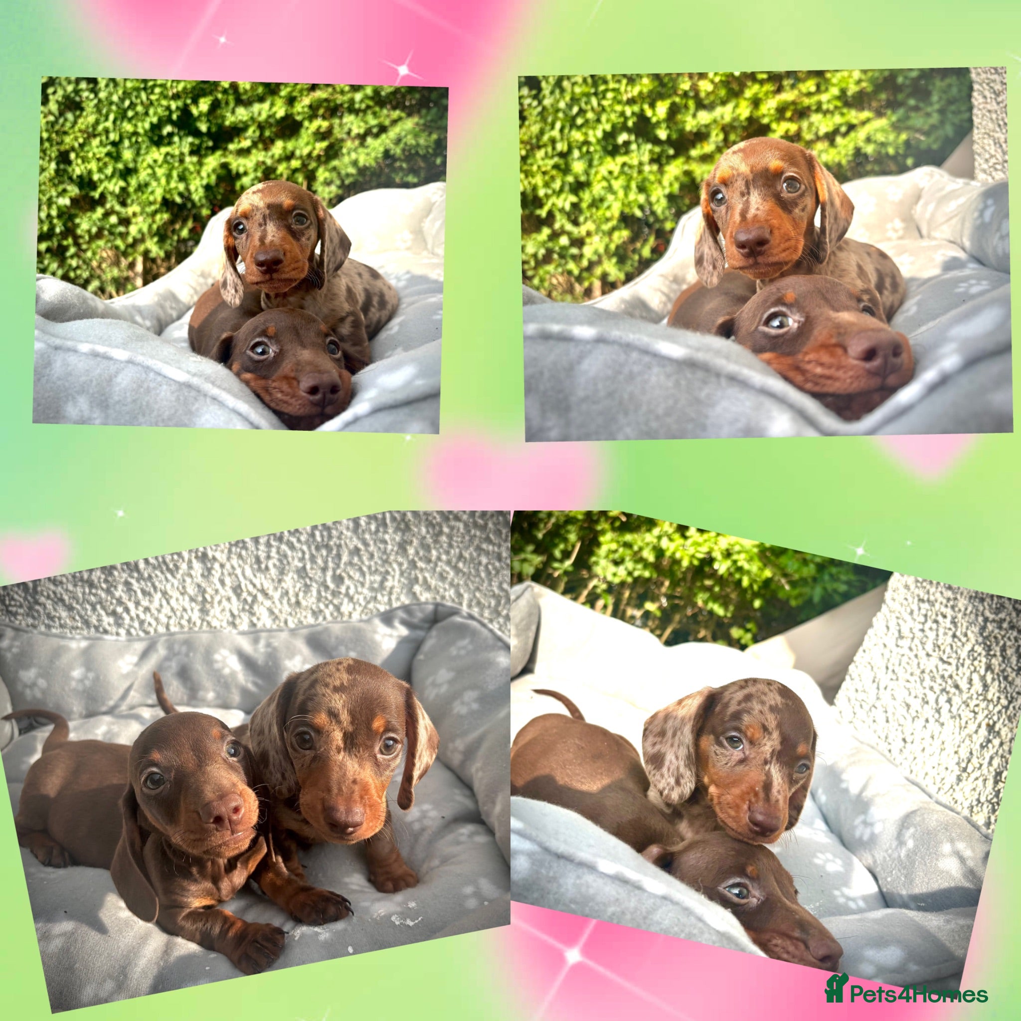 Miniature Dachshund dogs 🐶😍Miniature dachshund Puppies😍🐶 - Advert 1