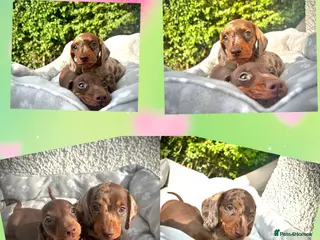 Miniature Dachshund dogs 🐶😍Miniature dachshund Puppies😍🐶 - Advert 1