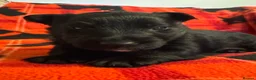 Scottish Terrier dogs for sale: Stunning Pedigree Scottish Terrier Puppies  - Advert 26