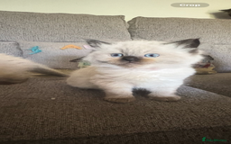 Ragdoll cats for sale: Beautiful, fluffy seal point ragdoll babies - Advert 6