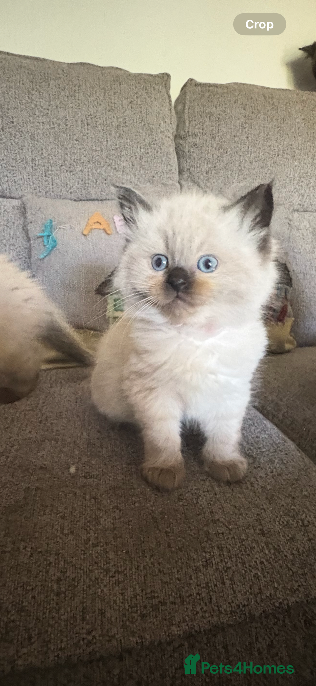 Ragdoll cats for sale: Beautiful, fluffy seal point ragdoll babies - Advert 6