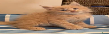 Maine Coon 4