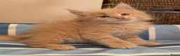 Maine Coon cats for sale: Maine Coon Kittens can be TICA reg  in Dorking - Advert 5