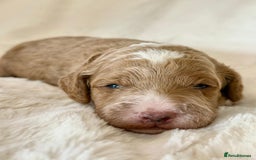 Cockapoo dogs for sale: F1b Miniature Cockapoo Pups Fully Health Tested - Advert 18