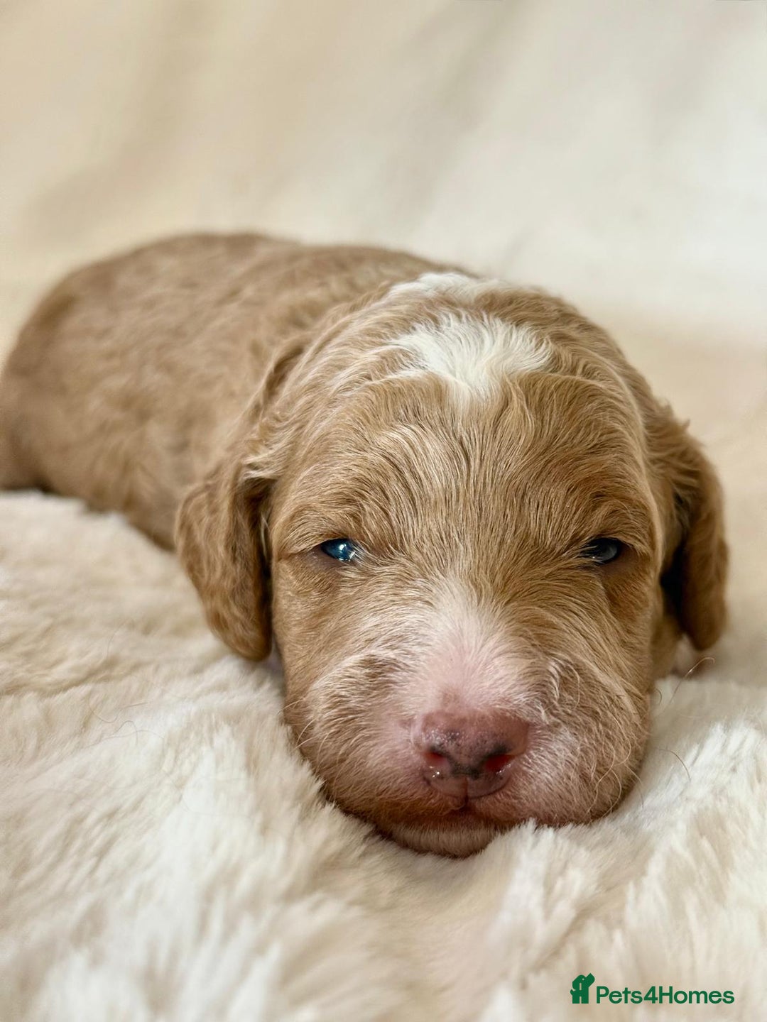 Cockapoo dogs for sale: F1b Miniature Cockapoo Pups Fully Health Tested - Advert 18