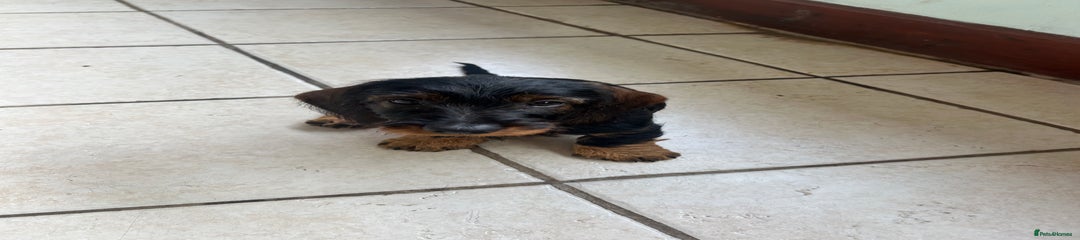 Dachshund Puppy 6
